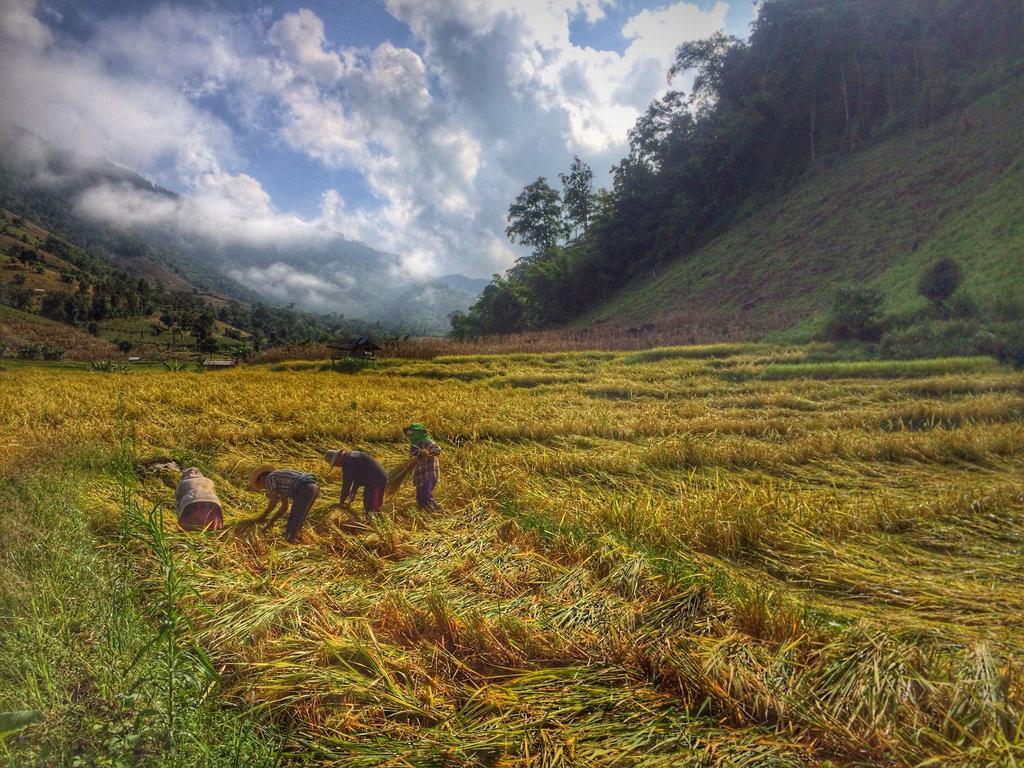 โกวิท กระท่อมปลายนา แม่แจ่ม Ban Mae Pan Noi ภายนอก รูปภาพ