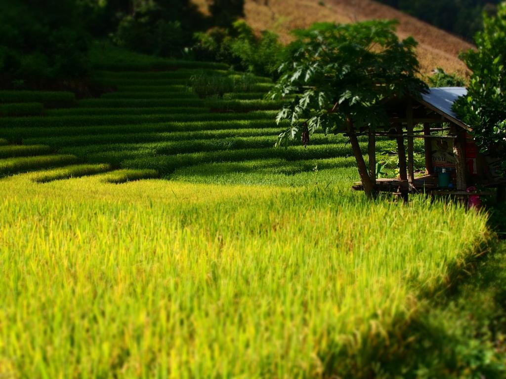 โกวิท กระท่อมปลายนา แม่แจ่ม Ban Mae Pan Noi ภายนอก รูปภาพ