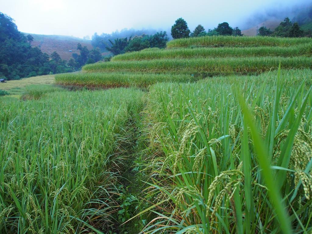 โกวิท กระท่อมปลายนา แม่แจ่ม Ban Mae Pan Noi ภายนอก รูปภาพ