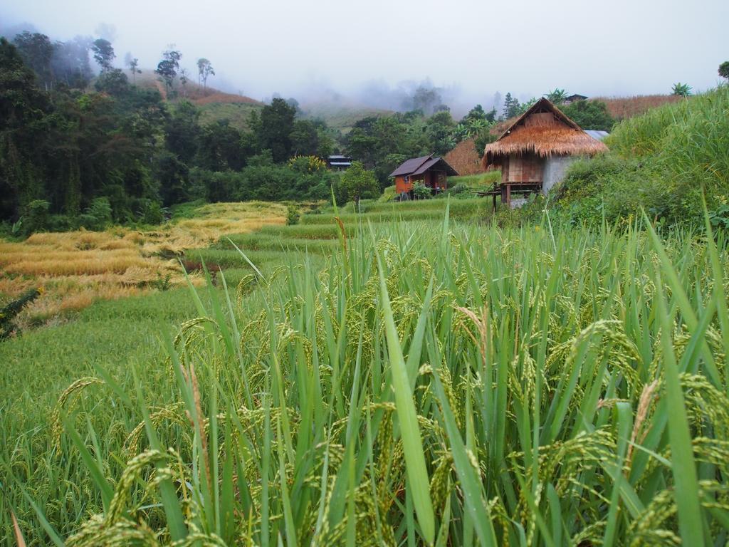 โกวิท กระท่อมปลายนา แม่แจ่ม Ban Mae Pan Noi ภายนอก รูปภาพ
