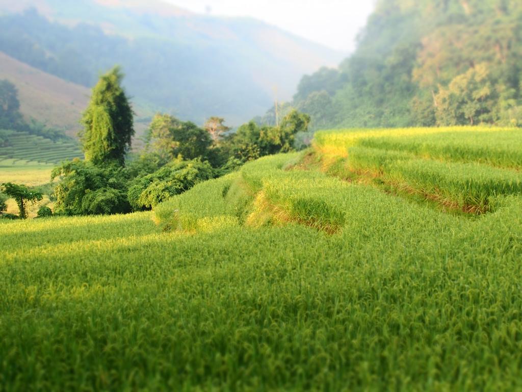 โกวิท กระท่อมปลายนา แม่แจ่ม Ban Mae Pan Noi ภายนอก รูปภาพ