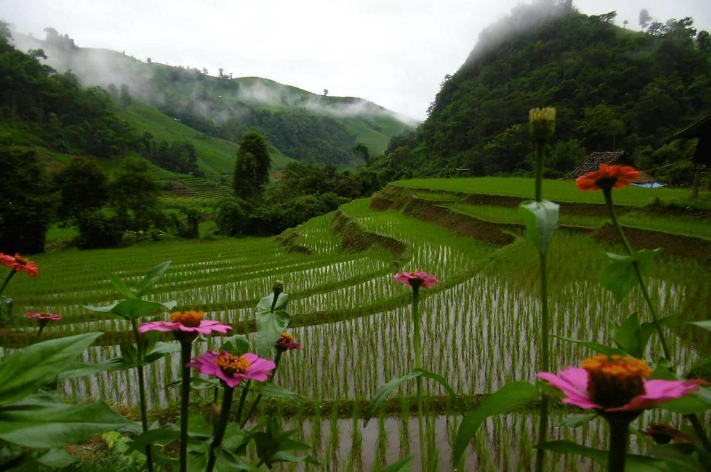 โกวิท กระท่อมปลายนา แม่แจ่ม Ban Mae Pan Noi ภายนอก รูปภาพ